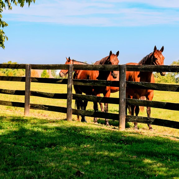 Horse boarding and Trails