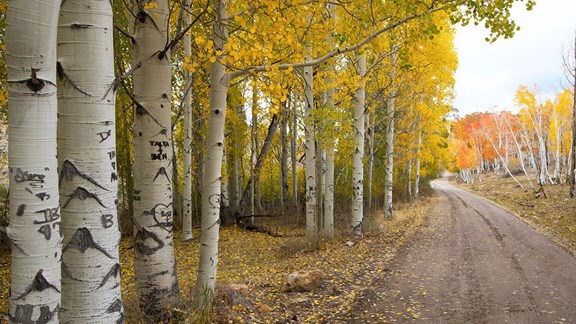 Success Loop scenic alpine drive