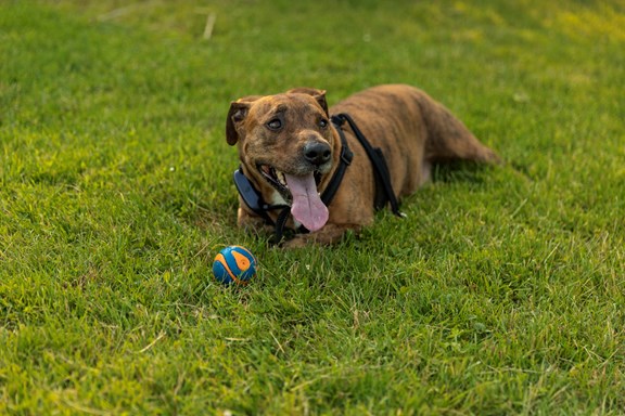 Kamp K9