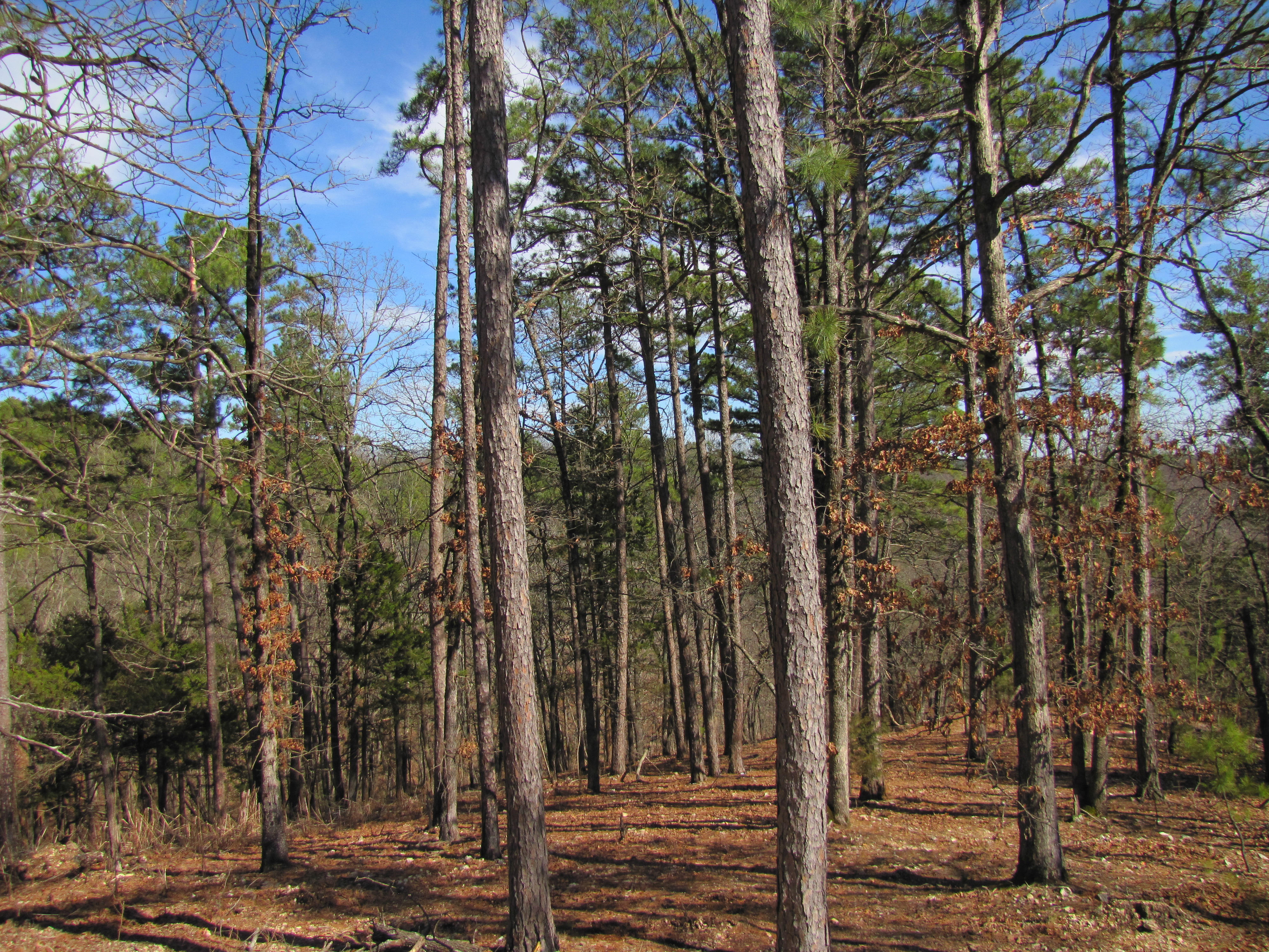 Yurt wooded views