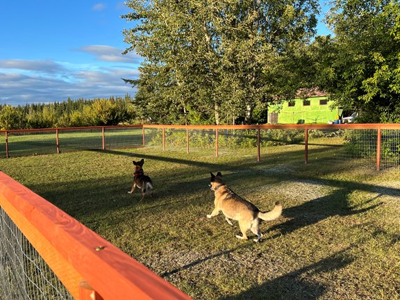 K9 Dog Park