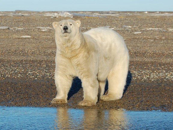 Northern Alaska Tours