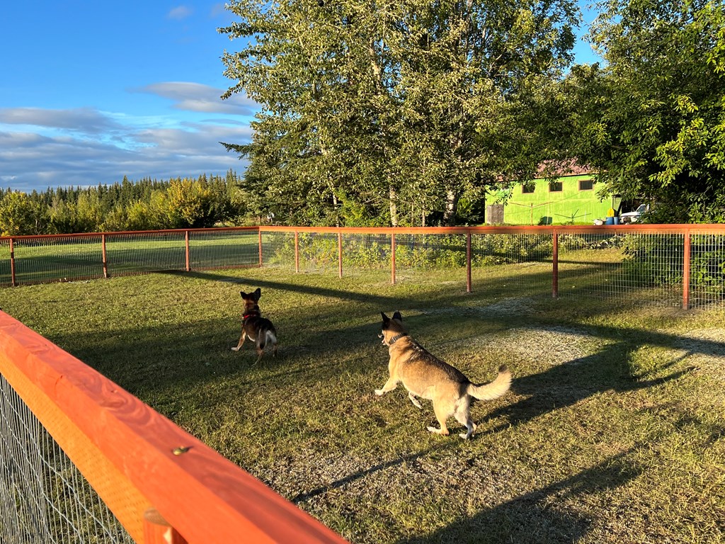 Dog Park