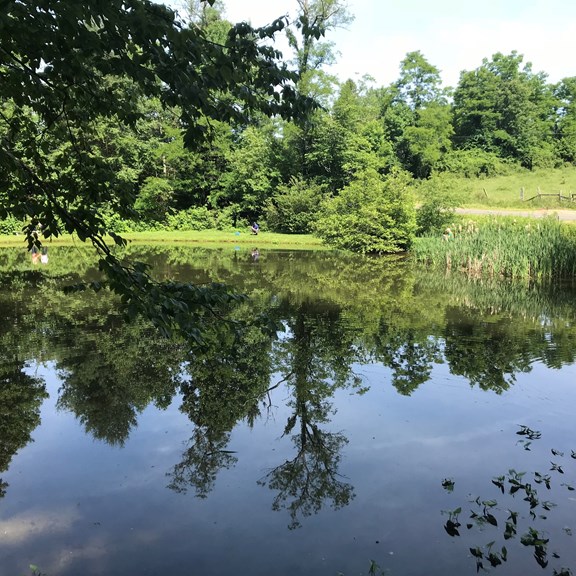 Enjoy our pond with your fur babies