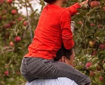 Orchards a plenty