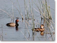 Clear Lake Bird Refuge