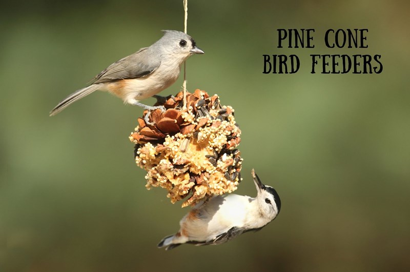 Pine Cone Bird Feeders Photo
