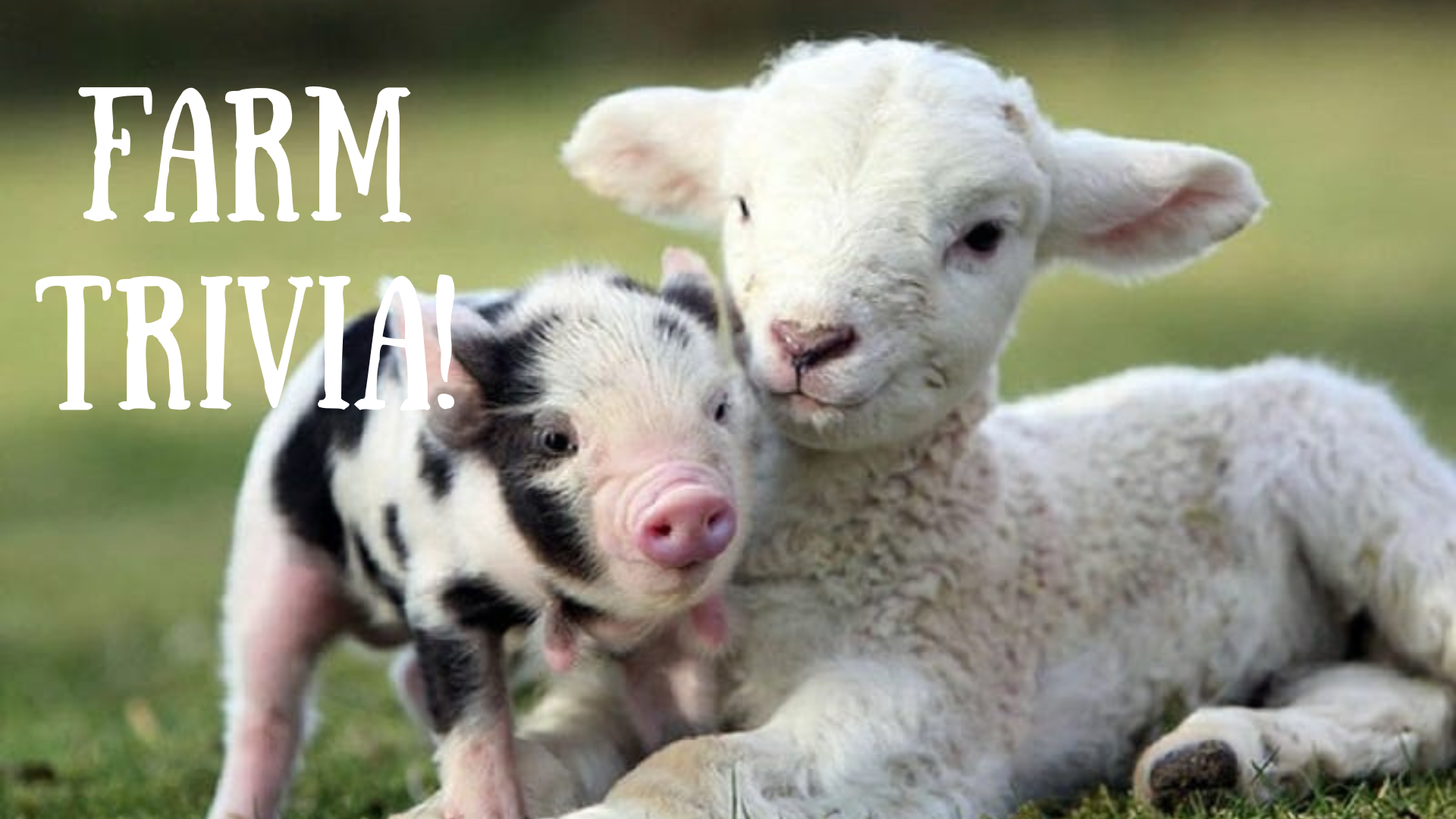 Farm Trivia Photo