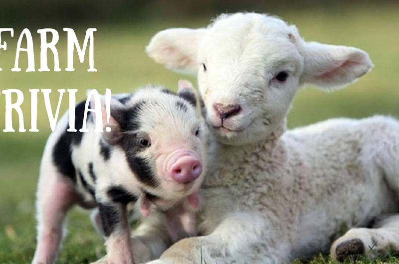 Farm Trivia Photo