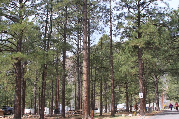 Camping Flagstaff