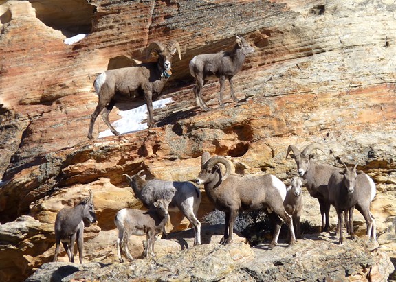 Wildlife, Big Horn Sheep