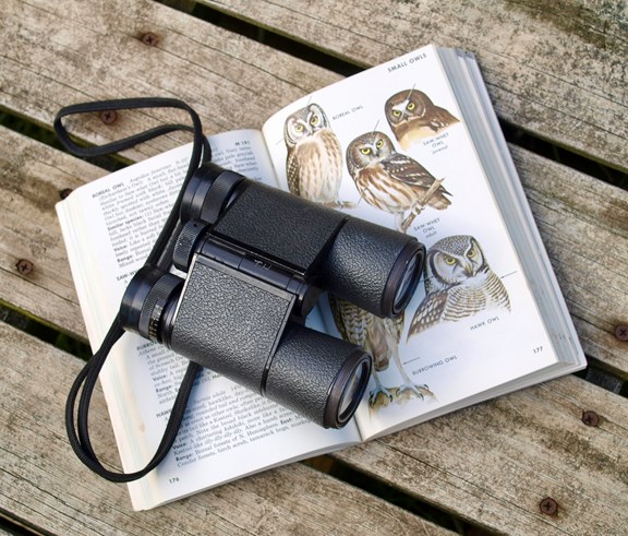 Bird Watching