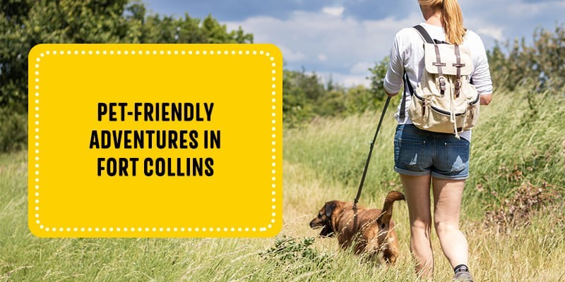 Pet-Friendly Adventures In Fort Collins