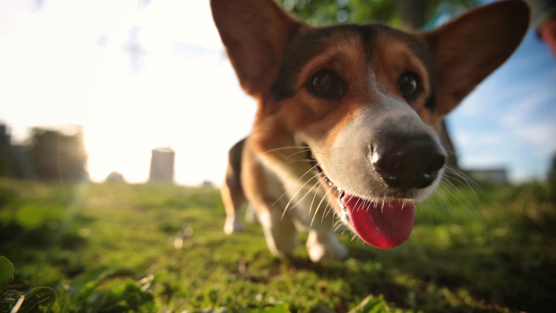 Annual Tour de Corgi - Fort Collins, CO Photo