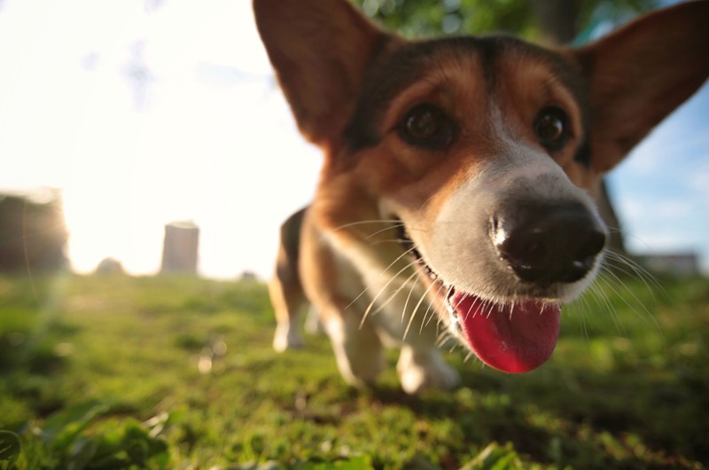 Annual Tour de Corgi - Fort Collins, CO Photo