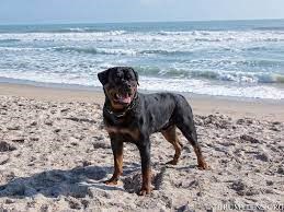 Walton Rocks Beach/Dog Beach