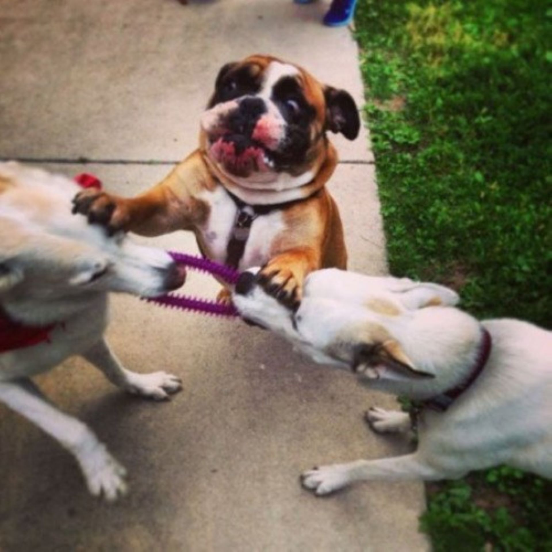 Tug o War Competition Photo