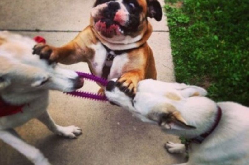 Tug o War Competition Photo