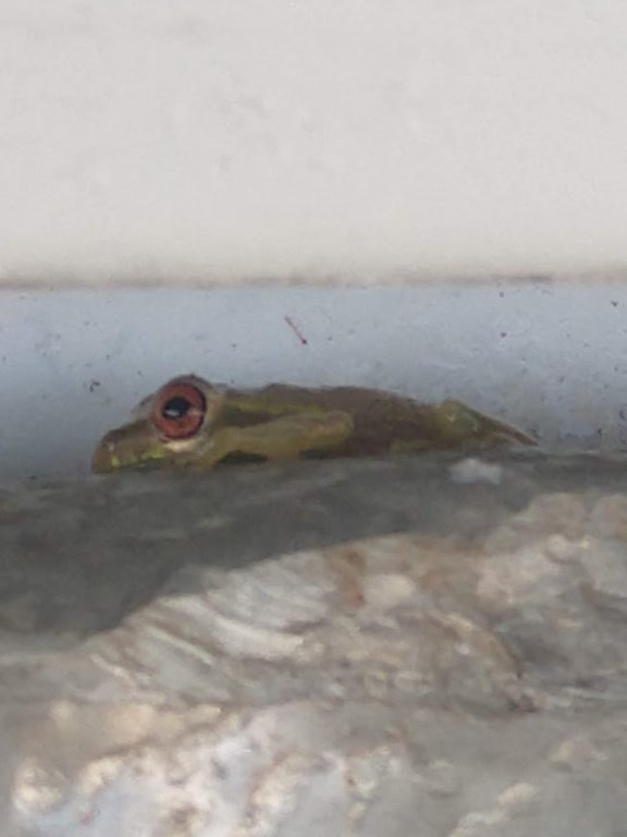 Tree Frog