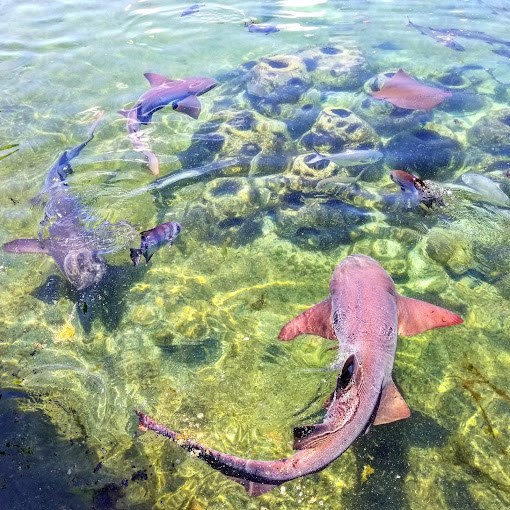 Oceanographic Coastal Center