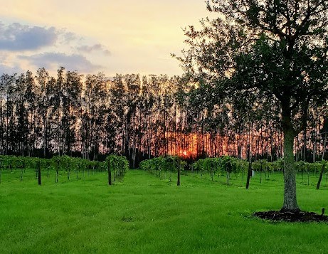 Summer Crush Vineyard and Winery