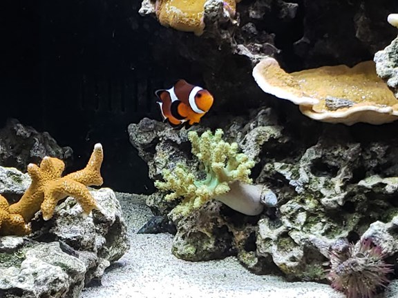 St Lucie Aquarium