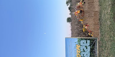 Corn Maze
