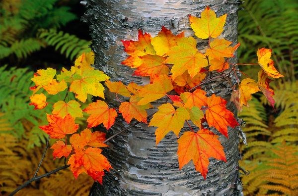 CELEBRATE AUTUMN! 20 % off Photo