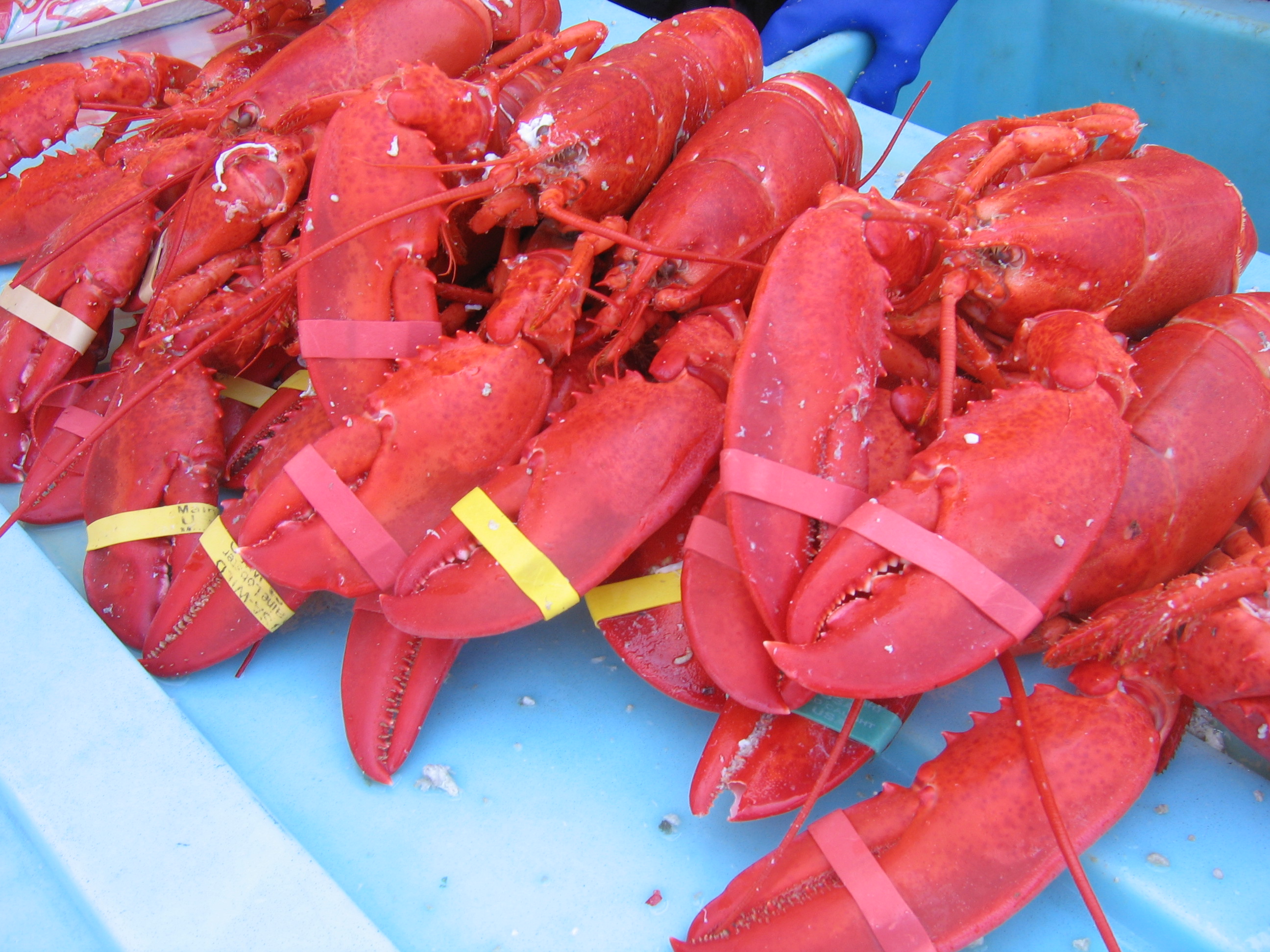LOBSTER FESTIVAL! Photo