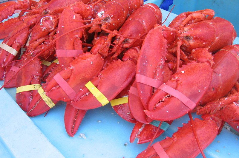 LOBSTER FESTIVAL! Photo