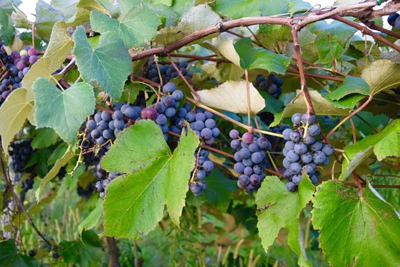 HIDDEN HILLS VINEYARD AND WINERY