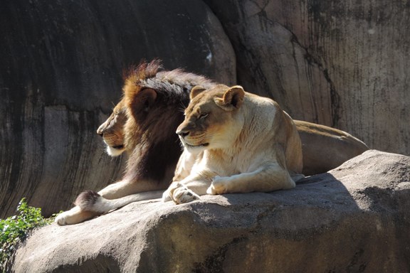 Peoria Zoo