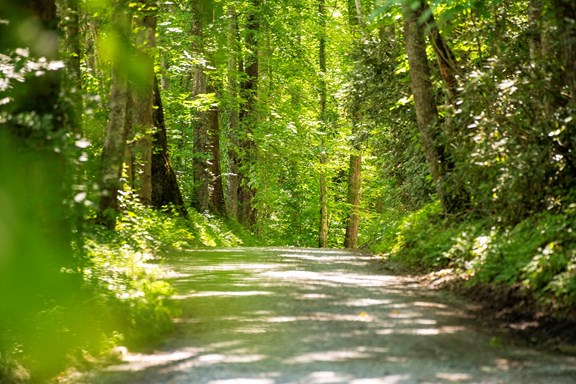 Hiking Trails