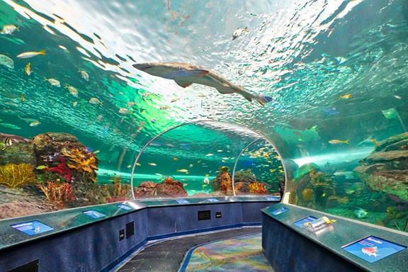 Ripley's Aquarium