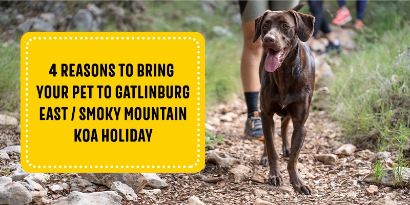 4 Reasons to Bring Your Pet to Gatlinburg East KOA Holiday