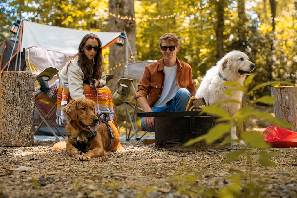 Experience the Fall Foliage Near Gatlinburg, TN