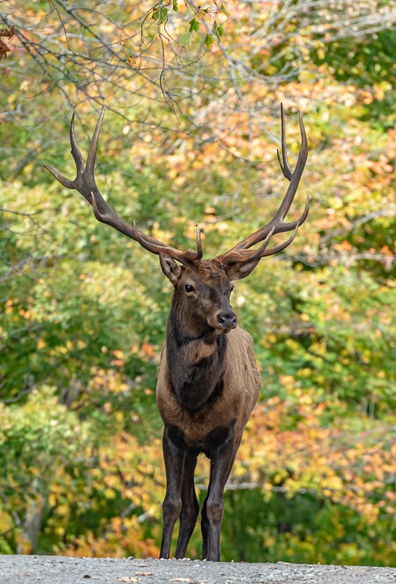 Elk Viewing