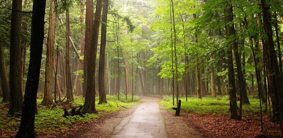Hartwick Pines State Park