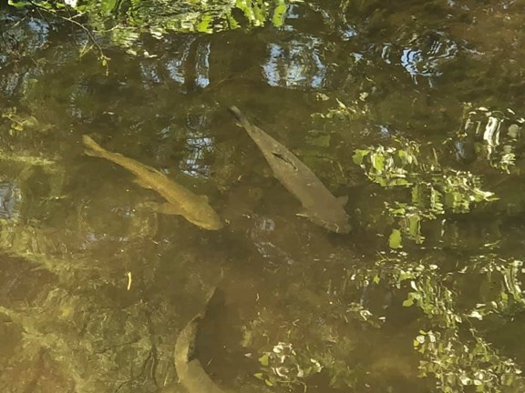 Grayling Fish Hatchery