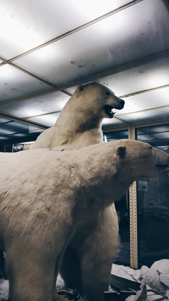 Call of the Wild - Wildlife Museum
