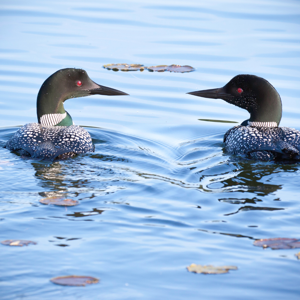 Loons on the Lake