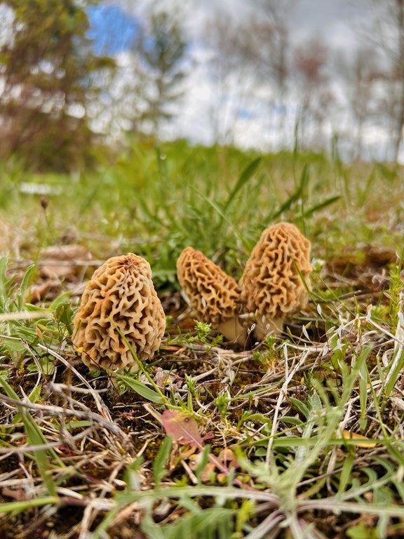 Mushroom Picking