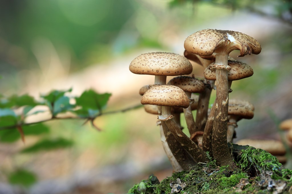 Mushrooming in Gaylord MI