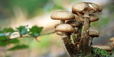 Mushrooming in Gaylord MI