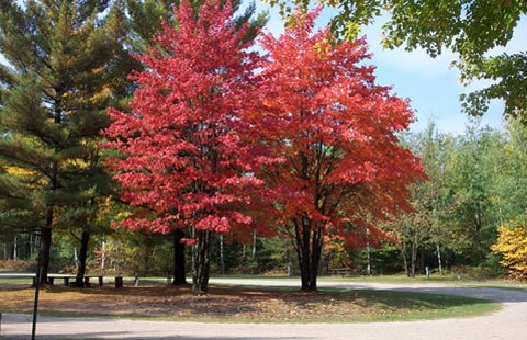 Fall Up North