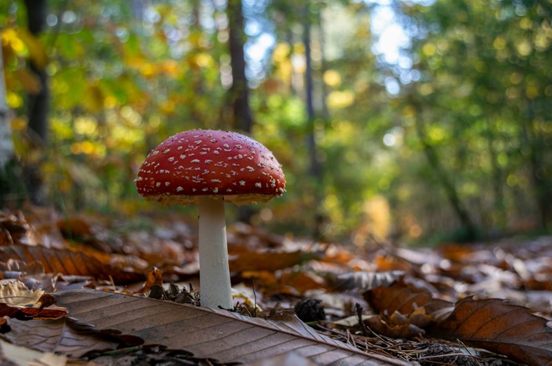 Mushroom Foray at Pigeon River Discovery Center Photo