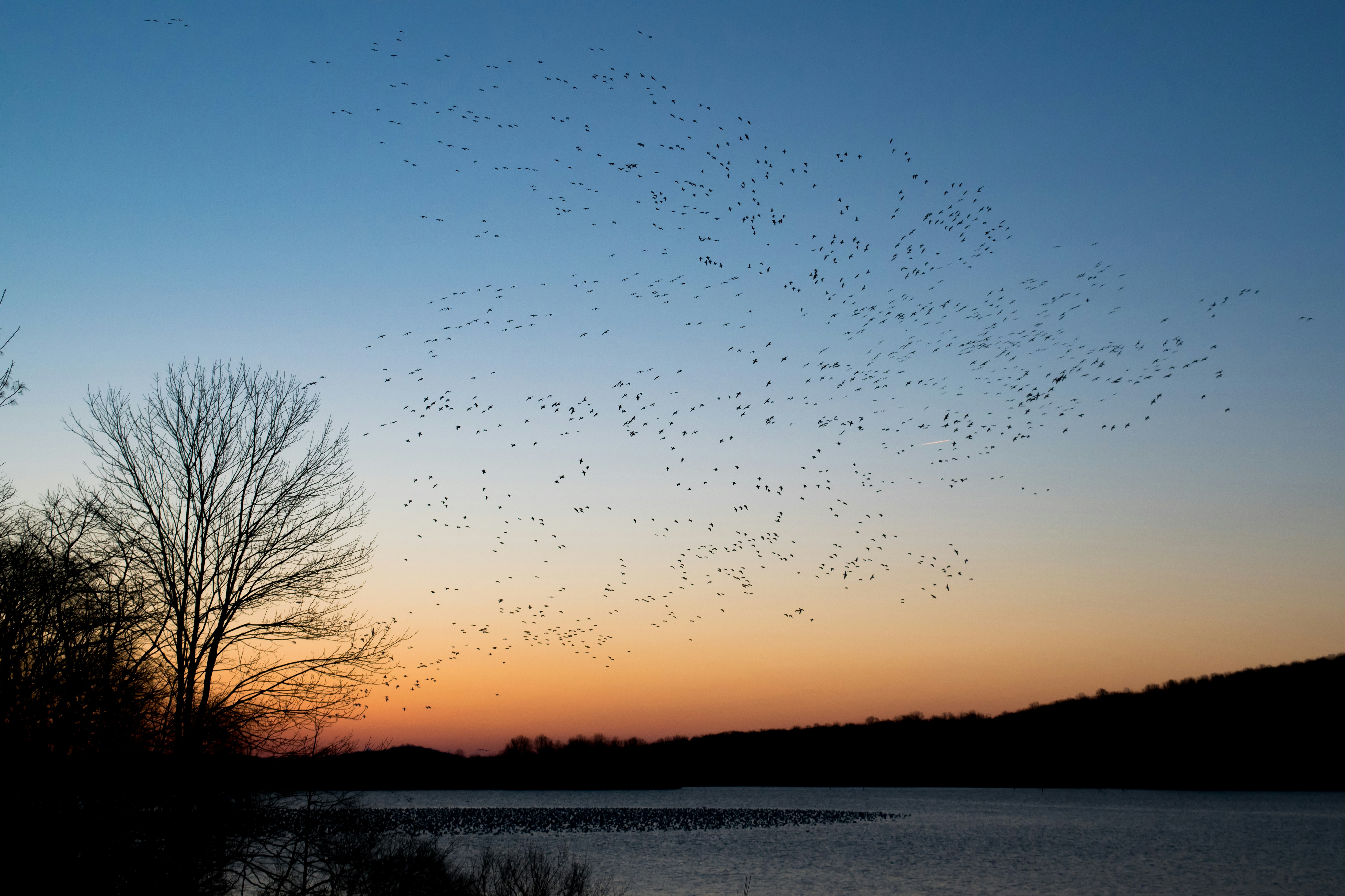 All About Bats at Pigeon River Discovery Center Photo