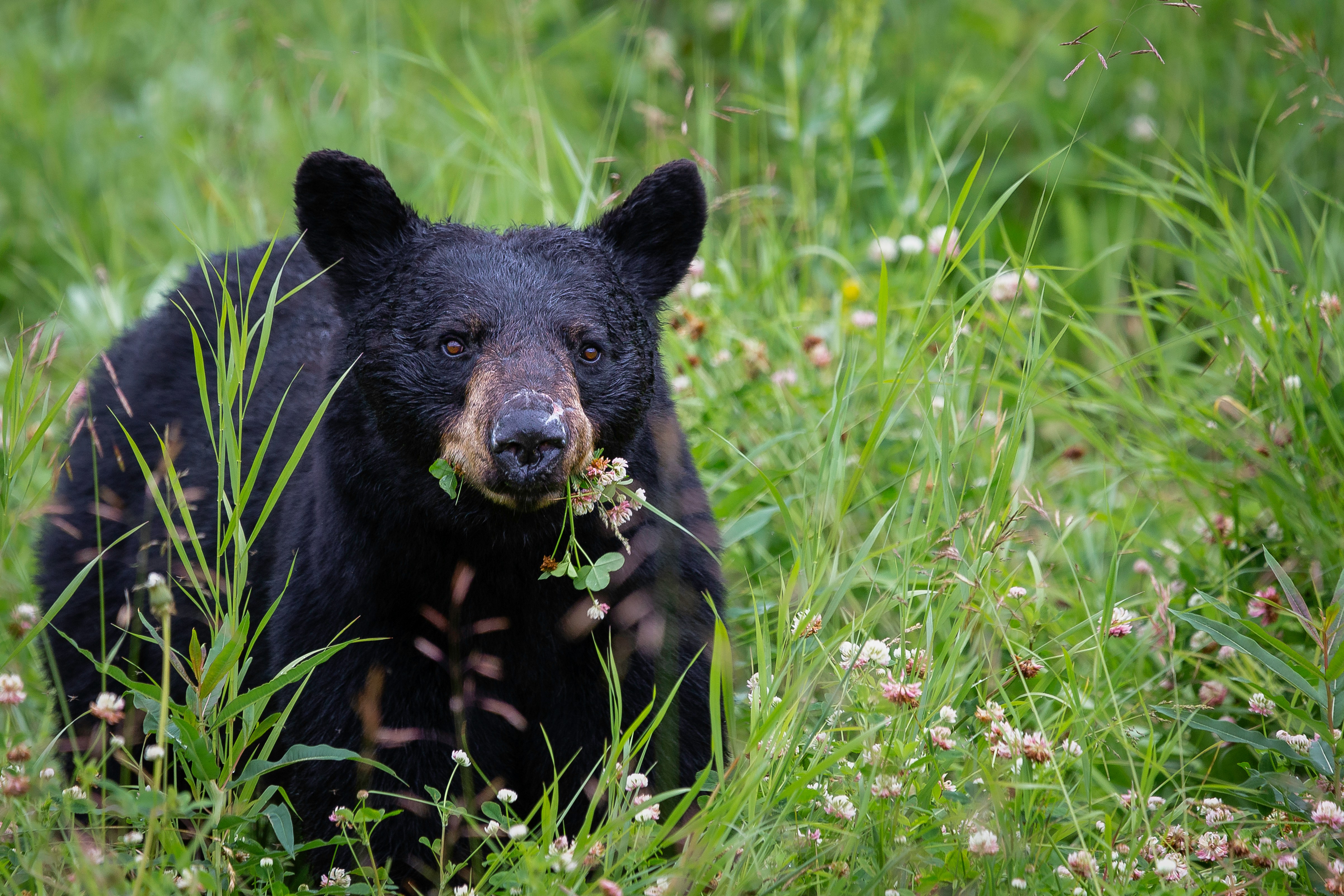 Seasons of the Bear at Pigeon River Discovery Center Photo