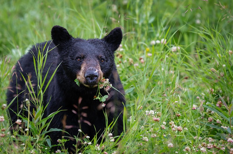 Seasons of the Bear at Pigeon River Discovery Center Photo