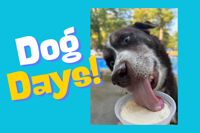 Dog Days of Summer Weekend Photo